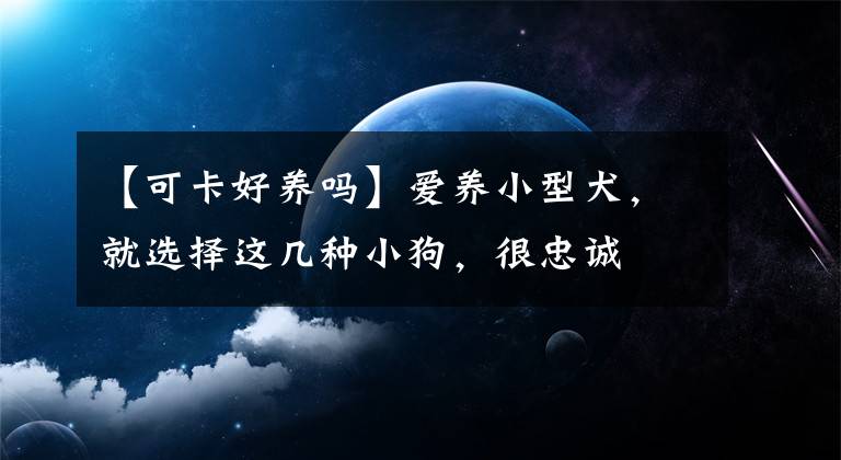 【可卡好养吗】爱养小型犬，就选择这几种小狗，很忠诚