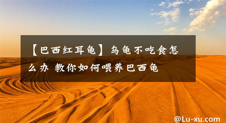 【巴西红耳龟】乌龟不吃食怎么办 教你如何喂养巴西龟