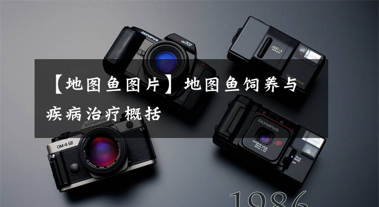 【地图鱼图片】地图鱼饲养与疾病治疗概括