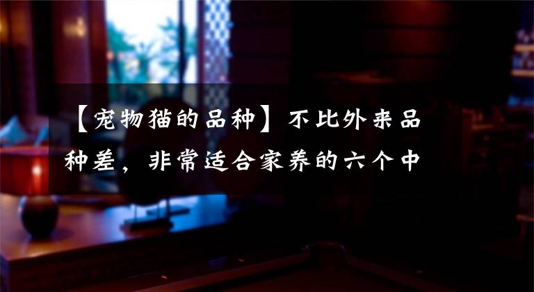 【宠物猫的品种】不比外来品种差，非常适合家养的六个中国特有宠物猫品种，