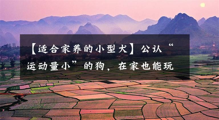 【适合家养的小型犬】公认“运动量小”的狗，在家也能玩累，最适合懒人