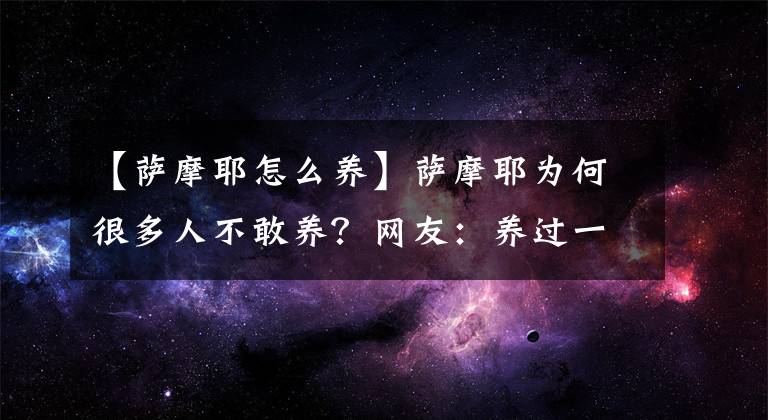 【萨摩耶怎么养】萨摩耶为何很多人不敢养？网友：养过一次都怕了