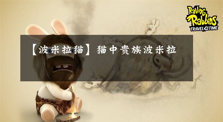 【波米拉猫】猫中贵族波米拉