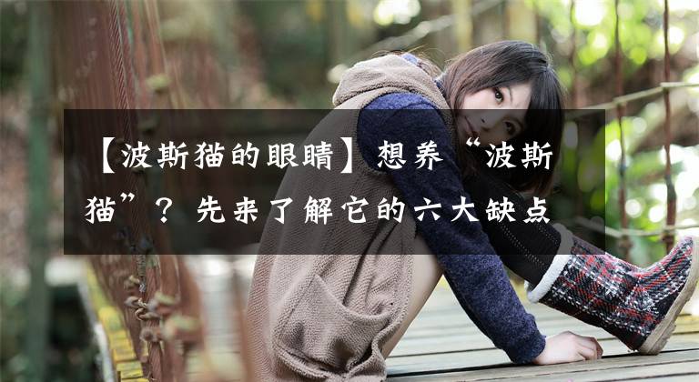 【波斯猫的眼睛】想养“波斯猫”？先来了解它的六大缺点