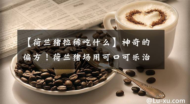 【荷兰猪拉稀吃什么】神奇的偏方！荷兰猪场用可口可乐治疗猪腹泻。