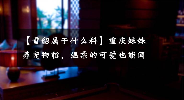 【雪貂属于什么科】重庆妹妹养宠物貂，温柔的可爱也能闻到香味。