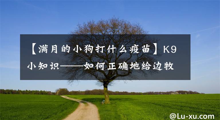 【满月的小狗打什么疫苗】K9小知识——如何正确地给边牧防疫？