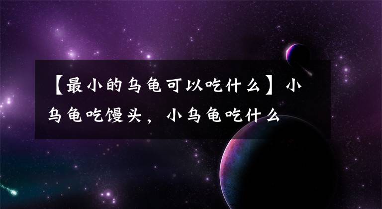 【最小的乌龟可以吃什么】小乌龟吃馒头，小乌龟吃什么