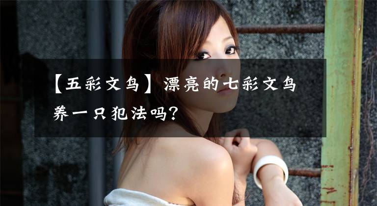【五彩文鸟】漂亮的七彩文鸟 养一只犯法吗？