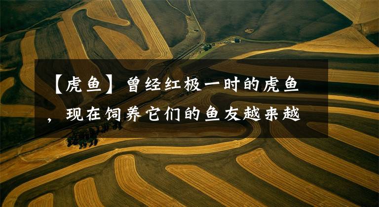 【虎鱼】曾经红极一时的虎鱼，现在饲养它们的鱼友越来越少，为什么呢？