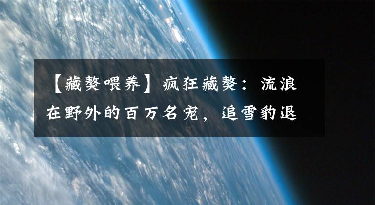 【藏獒喂养】疯狂藏獒：流浪在野外的百万名宠，追雪豹退棕熊，已成高原霸主