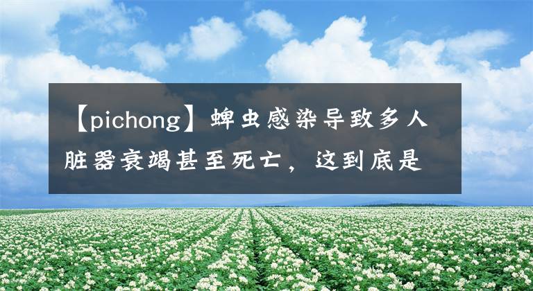 【pichong】蜱虫感染导致多人脏器衰竭甚至死亡，这到底是什么病？如何预防
