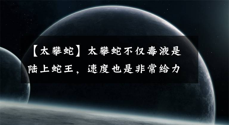 【太攀蛇】太攀蛇不仅毒液是陆上蛇王，速度也是非常给力