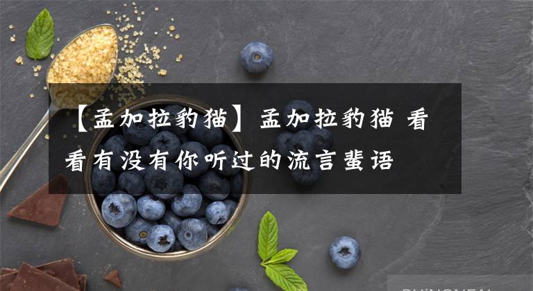 【孟加拉豹猫】孟加拉豹猫 看看有没有你听过的流言蜚语