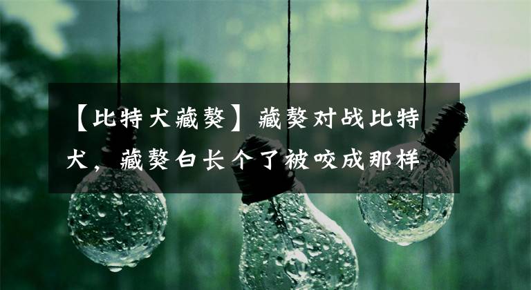 【比特犬藏獒】藏獒对战比特犬，藏獒白长个了被咬成那样，神话又一次破灭