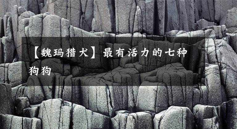【魏玛猎犬】最有活力的七种狗狗