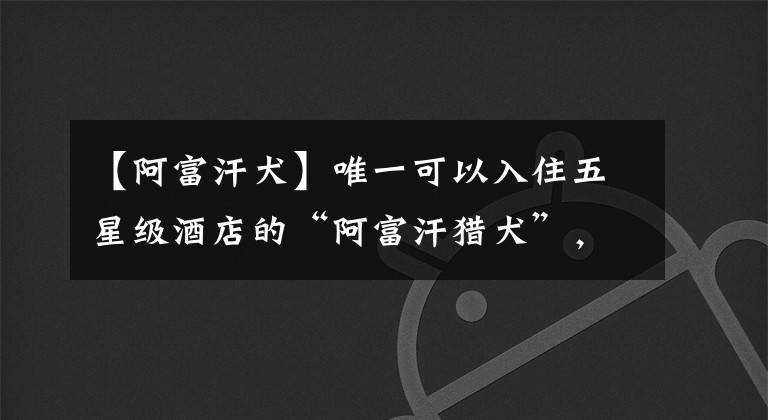 【阿富汗犬】唯一可以入住五星级酒店的“阿富汗猎犬”，竟是傻狗？