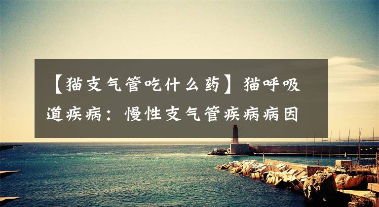 【猫支气管吃什么药】猫呼吸道疾病：慢性支气管疾病病因复杂，需要长期治疗