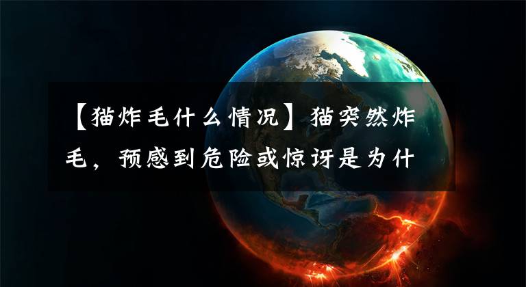 【猫炸毛什么情况】猫突然炸毛，预感到危险或惊讶是为什么？