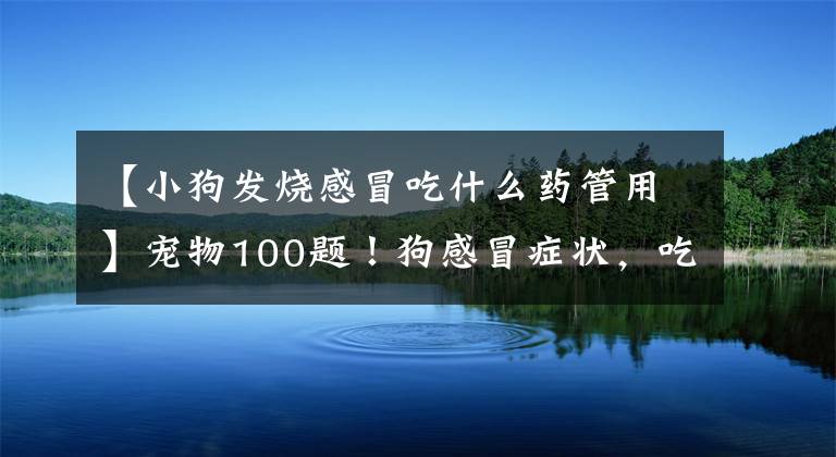 【小狗发烧感冒吃什么药管用】宠物100题！狗感冒症状，吃什么药有效？建议收藏