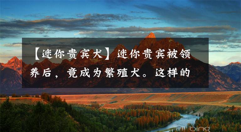 【迷你贵宾犬】迷你贵宾被领养后，竟成为繁殖犬。这样的领养人应该被全网拉黑