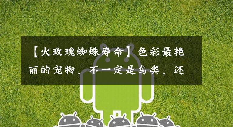 【火玫瑰蜘蛛寿命】色彩最艳丽的宠物，不一定是鸟类，还有可能是红蜘蛛