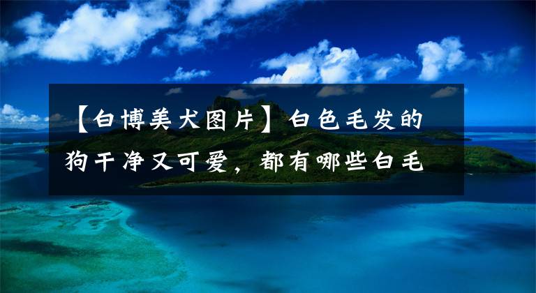 【白博美犬图片】白色毛发的狗干净又可爱，都有哪些白毛狗品种