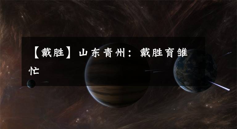【戴胜】山东青州：戴胜育雏忙
