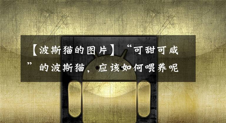 【波斯猫的图片】“可甜可咸”的波斯猫，应该如何喂养呢？爱猫的人士别错过