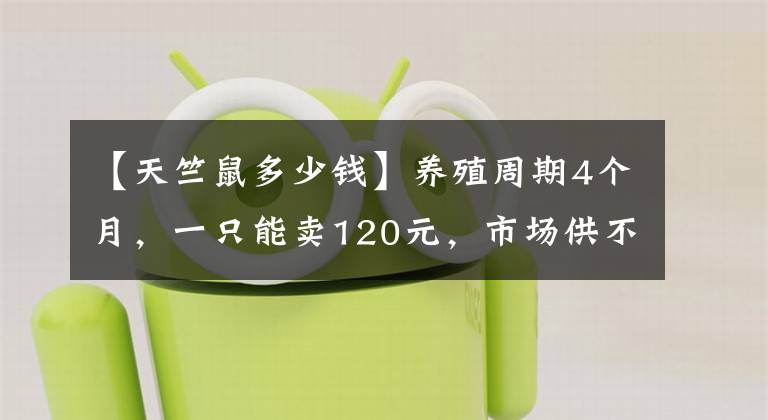 【天竺鼠多少钱】养殖周期4个月，一只能卖120元，市场供不应求，农民：后悔养太少