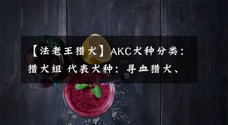 【法老王猎犬】AKC犬种分类：猎犬组 代表犬种：寻血猎犬、法老王猎犬