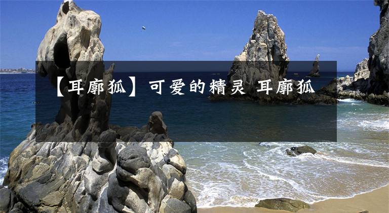 【耳廓狐】可爱的精灵 耳廓狐