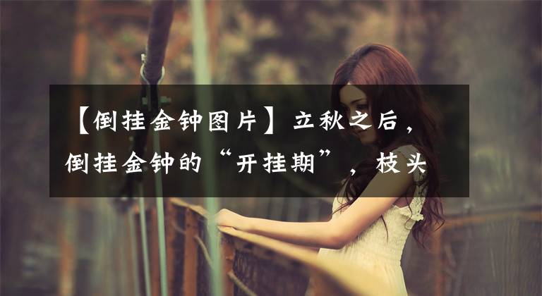 【倒挂金钟图片】立秋之后，倒挂金钟的“开挂期”，枝头挂满红灯笼，开炸花盆