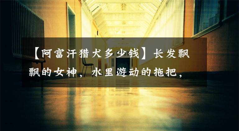 【阿富汗猎犬多少钱】长发飘飘的女神，水里游动的拖把，阿富汗猎犬真是又高贵又沙雕呢