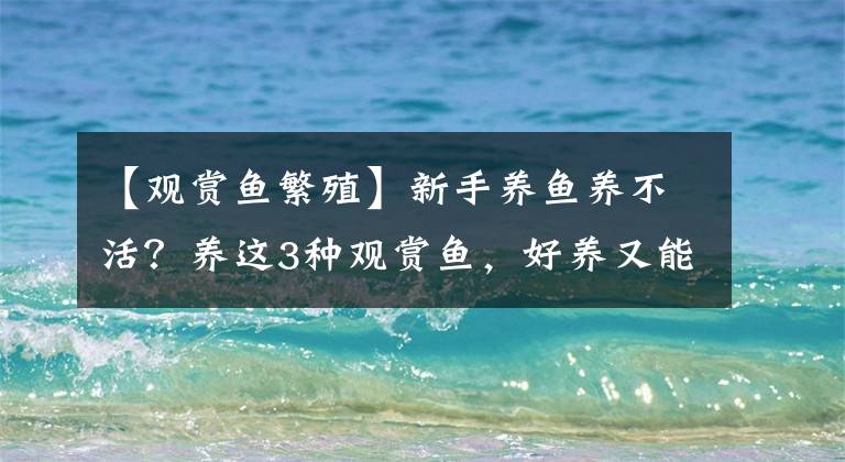 【观赏鱼繁殖】新手养鱼养不活？养这3种观赏鱼，好养又能生小鱼，鱼缸很快满
