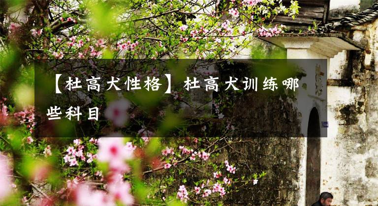 【杜高犬性格】杜高犬训练哪些科目