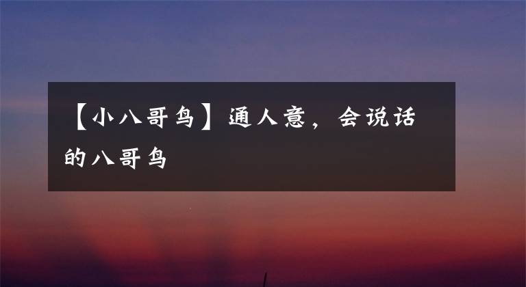 【小八哥鸟】通人意，会说话的八哥鸟