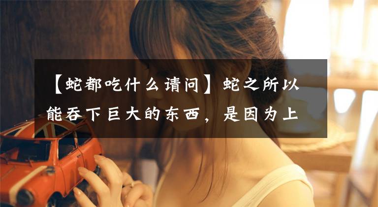 【蛇都吃什么请问】蛇之所以能吞下巨大的东西，是因为上下下巴会“脱臼”