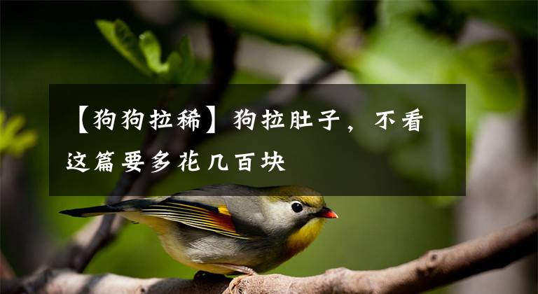 【狗狗拉稀】狗拉肚子，不看这篇要多花几百块
