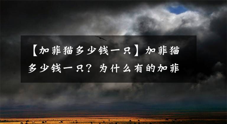 【加菲猫多少钱一只】加菲猫多少钱一只？为什么有的加菲猫卖五万以上，有的才五千块？