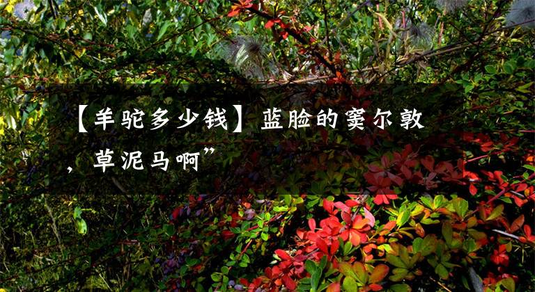 【羊驼多少钱】蓝脸的窦尔敦，草泥马啊”