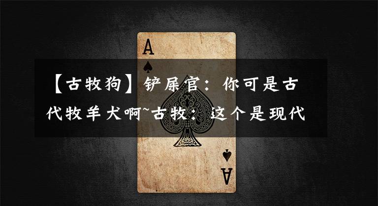 【古牧狗】铲屎官：你可是古代牧羊犬啊~古牧：这个是现代羊，没牧过不懂……