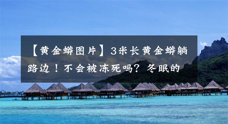 【黄金蟒图片】3米长黄金蟒躺路边！不会被冻死吗？冬眠的蛇是怎样咬人的？