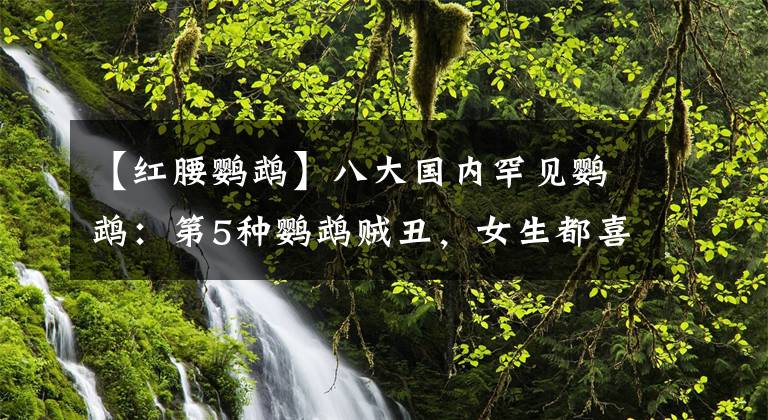 【红腰鹦鹉】八大国内罕见鹦鹉：第5种鹦鹉贼丑，女生都喜欢第3种鹦鹉