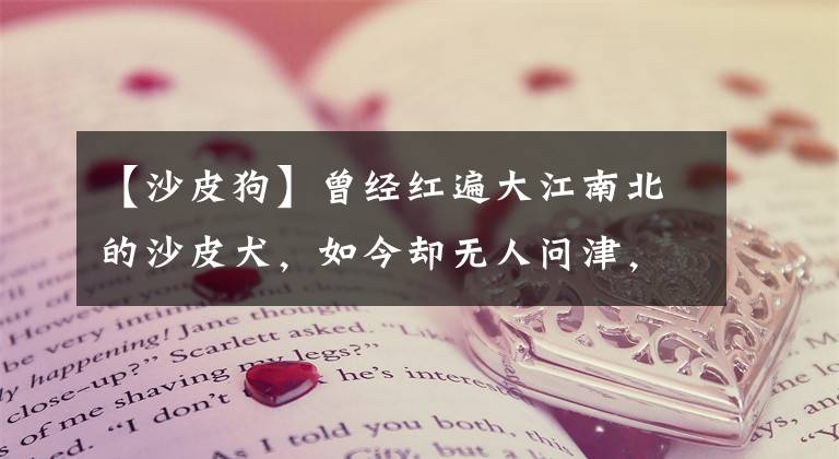 【沙皮狗】曾经红遍大江南北的沙皮犬，如今却无人问津，是什么原因呢？