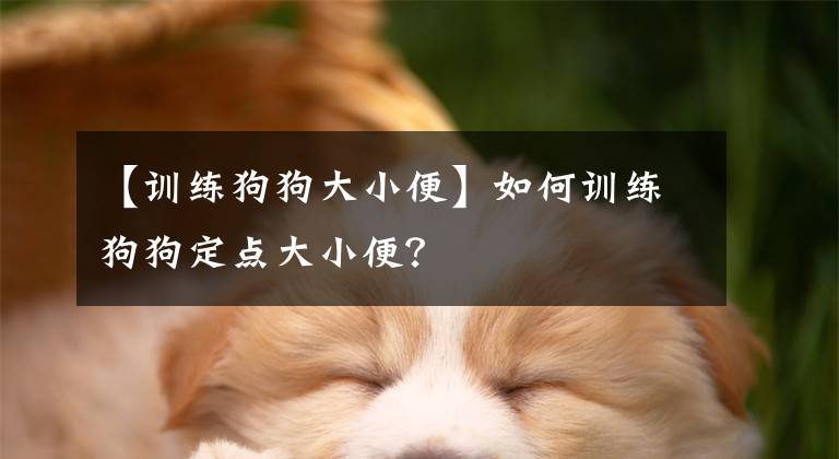 【训练狗狗大小便】如何训练狗狗定点大小便？