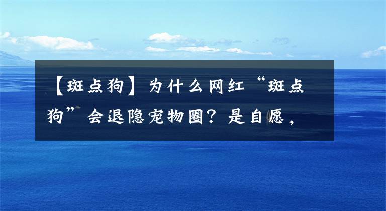 【斑点狗】为什么网红“斑点狗”会退隐宠物圈？是自愿，还是人为