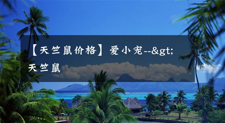 【天竺鼠价格】爱小宠-->天竺鼠