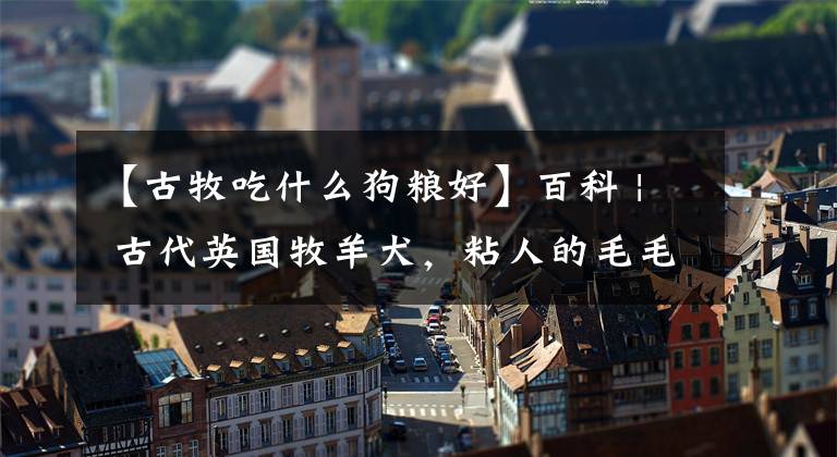 【古牧吃什么狗粮好】百科 | 古代英国牧羊犬，粘人的毛毛熊