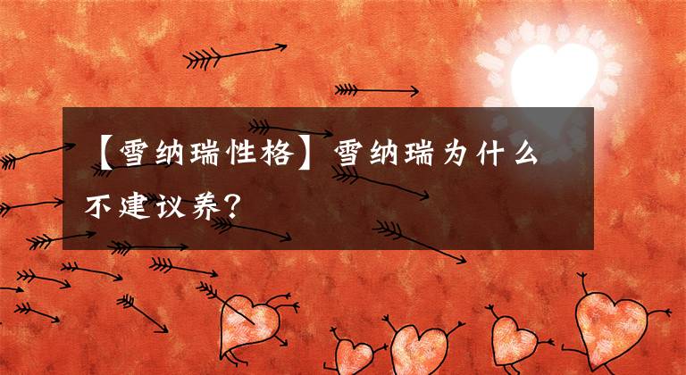 【雪纳瑞性格】雪纳瑞为什么不建议养？